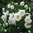 Juhannusruusu Plena - Puistoruusut - 2685 - 1