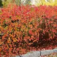 Koristearonia aitataimi - Aitakasvit - 5515 - 1