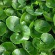 Lehtotaponlehti - Perennat - 7065 - 1