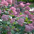 Pallohortensia Pink Annabelle - Koristepensaat - 45725 - 1