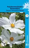 Punakosmos Dwarf Sensation White annos - Kukkien ja koristeheinien siemenet - 6415151835205 - 1