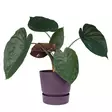 Elho Ruukku Greenville 18 cm - Istutusruukut - 8711904549695 - 1