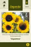 Isoauringonkukka Giganteus - Kukkien ja koristeheinien siemenet - 7332756284155 - 0