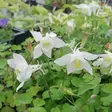 Jaloakileija Spring Magic White - Perennat - 70435 - 1