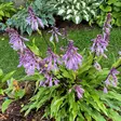 Jalokuunlilja Isoäidin Hymy - Perennat - 72725 - 1