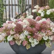 Japaninhortensia Groundbreaker Blush C3 - Koristepensaat - 45925 - 3