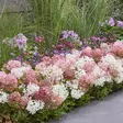 Japaninhortensia Groundbreaker Blush C3 - Koristepensaat - 45925 - 2