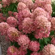 Japaninhortensia Mojito - Koristepensaat - 45935 - 1
