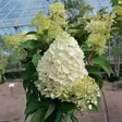 Japaninhortensia Silver Dollar rungolla - Koristepuut - 45695 - 1