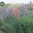 Jättiverbena - Perennat - 75695 - 1