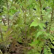 Kaukasiankirahvinkukka - Perennat - 71245 - 2