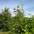 Kaukasiankirahvinkukka - Perennat - 71245 - 1