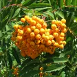 Keltamarjapihlaja Xanthocarpa - Koristepuut - 4205 - 1