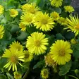Kevätvuohenjuuri Little Leo - Perennat - 7185 - 1
