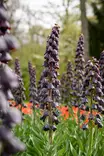 Kirjopikarililja Persica Purple Fav.1kpl - Pikarililjat - 8712438989025 - 2