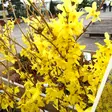 Komeaonnenpensas Courtalyn (Week End) - Koristepensaat - 45605 - 1