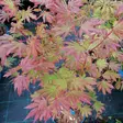 Koreanvaahtera Arctic Jade (Jack Frost) - Koristepensaat - 43035 - 2