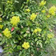 Mahonia - Koristepensaat - 46025 - 1