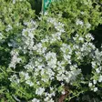 Nummiajuruoho Albiflorus - Perennat - 75535 - 1