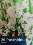 Posliinihyasintti 20 kpl/pkt - Muut kukkasipulit - 8711148315605 - 1