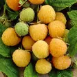 Puutarhavadelma Fallgold C2 - Vadelmat - 2145 - 1