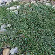 Siirotuhkapensas Eichholz - Koristepensaat - 45465 - 2