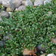 Siirotuhkapensas Eichholz - Koristepensaat - 45465 - 1