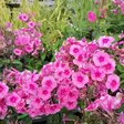 Syysleimu Pink Dark Eye - Perennat - 74195 - 1