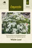 Tähtikesäputki White Lace - Kukkien ja koristeheinien siemenet - 7332756289235 - 0