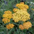 Tarhakärsämö Terra Cotta - Perennat - 70105 - 1