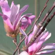 Tarhamagnolia Leonard Messel - Koristepensaat - 42925 - 1