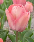 Tulppaani Apricot Pride 7 kpl/pkt - Tulppaanit - 8712438988905 - 1