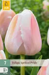 Tulppaani Apricot Pride 7 kpl/pkt - Tulppaanit - 8712438988905 - 1