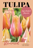Tulppaani Blushing Lady 7 kpl/pkt - Kukkasipulit - 8711148308225 - 1