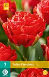 Tulppaani Pamplona 7 kpl/pkt - Tulppaanit - 8712438988875 - 2