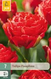 Tulppaani Pamplona 7 kpl/pkt - Tulppaanit - 8712438988875 - 1