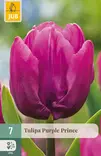 Tulppaani Purple Prince 7 kpl/pkt - Tulppaanit - 8712438982385 - 1