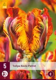Tulppaani Rasta Parrot 5 kpl/pkt - Tulppaanit - 8712438526725 - 2