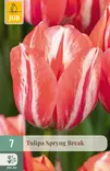 Tulppaani Spryng Break 7 kpl/pkt - Tulppaanit - 8720873007235 - 1