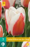 Tulppaani Willem van den Akker 7 kpl/pkt - Tulppaanit - 8712438982545 - 2