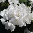 Valkoalppiruusu Cunningham's White - Alppiruusut ja atsaleat - 35565 - 1