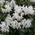 Valkoalppiruusu Cunningham's White - Alppiruusut ja atsaleat - 35565 - 2