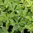 Varjoyrtti Variegata - Perennat - 73905 - 1