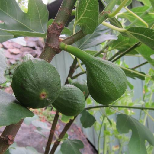 Aitoviikuna Brown Turkey - Hedelmäpuiden erikoislajikkeet - 14085 - 1