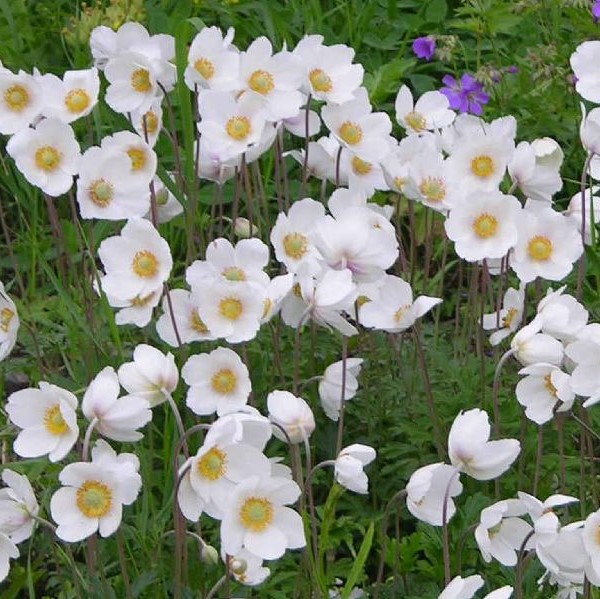 Arovuokko - Perennat - 7035 - 1