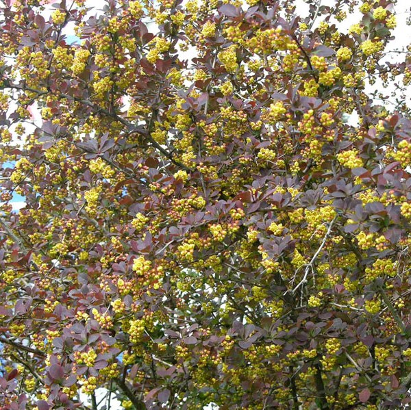 Hurmehappomarja Superba - Koristepensaat - 4525 - 1