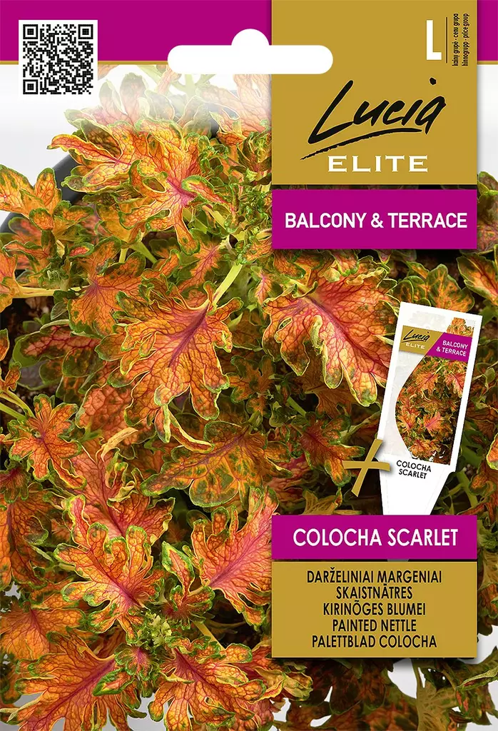 ISOKIRJOPEIPPI ELITE COLOCHA SCARLET - Kukkien ja koristeheinien siemenet - 4770168920545 - 0