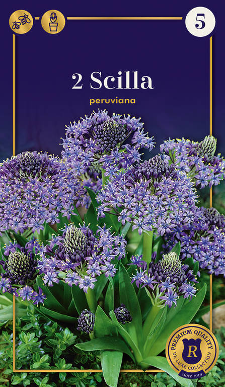 Isosinililja 2 kpl/pkt - Liljat - 8711148244165 - 1