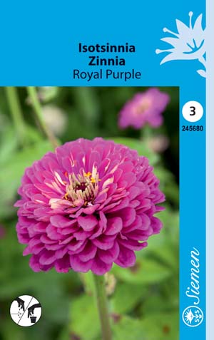 Isotsinnia Royal Purple - Kukkien ja koristeheinien siemenet - 6415152456805 - 1