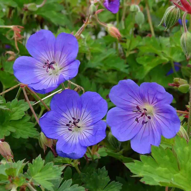 Jalokurjenpolvi Rozanne - Perennat - 72275 - 1